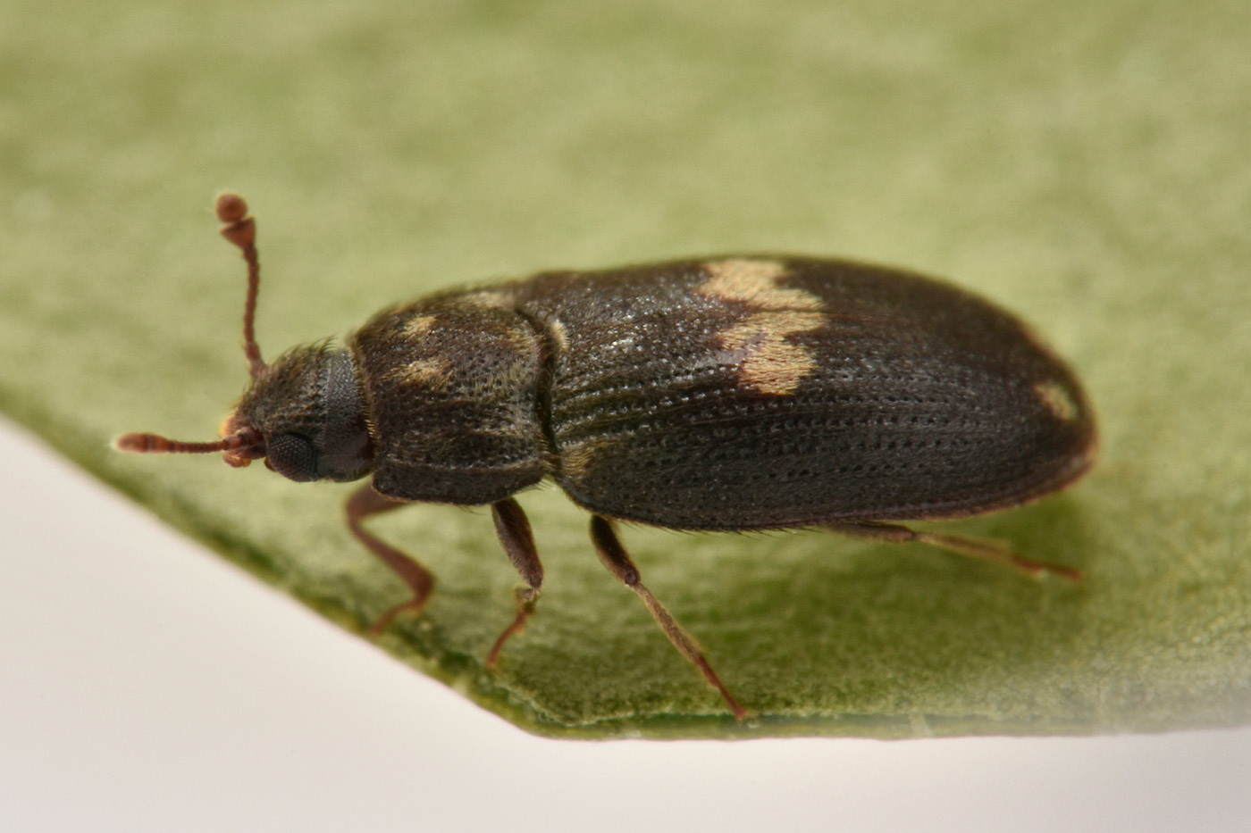 Biphyllidae: Biphyllus lunatus? S.